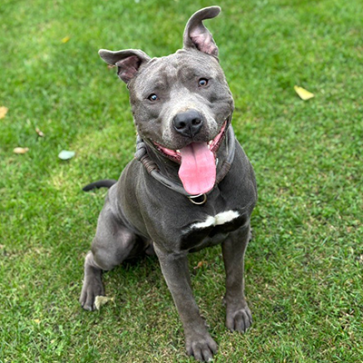 Balou, ein junger American Staffordshire Terrier, sitzt hechelnd und schaut lustig in die Kamera