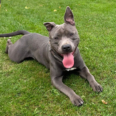 Balou liegt hechelnd im Gras und wartet gespannt