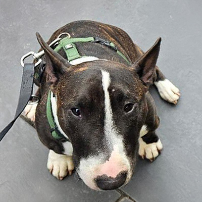 Mini Bullterrier Rocket sitzt angeleint und schaut entspannt und aufmerksam in die Kamera.