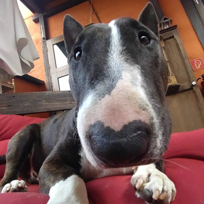 Nahaufnahme von Rocket auf dem Sofa, entspannt mit zur Kamera gerichteter Schnauze.