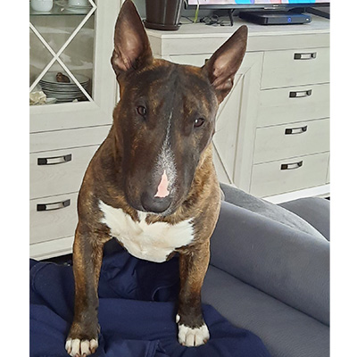 Miniatur Bullterrier Chico sitzt auf einer Sofadecke und blickt ruhig in die Kamera.