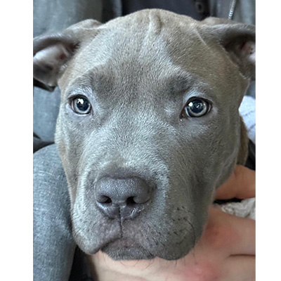 Winziger Bullterrierwelpe Boris liegt entspannt in einer Hand und wirkt friedlich.