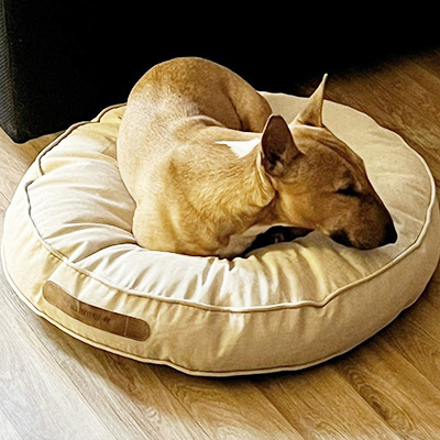 Miniatur-Bullterrier Gipsy liegt entspannt zusammengerollt in ihrem Donut-Körbchen.