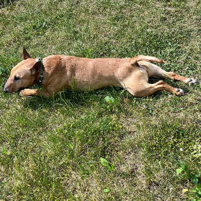 Gipsy liegt lang ausgestreckt im Gras und sonnt sich friedlich