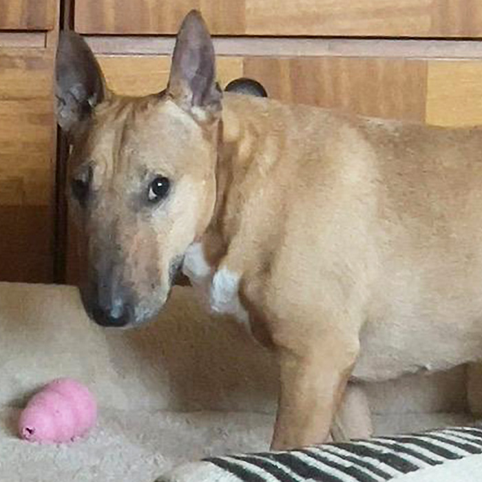 Miniatur-Bullterrier Gipsy steht auf ihrer Decke und schaut mit wachem Blick in die Kamera, neben ihr liegt ein Kong-Spielzeug.