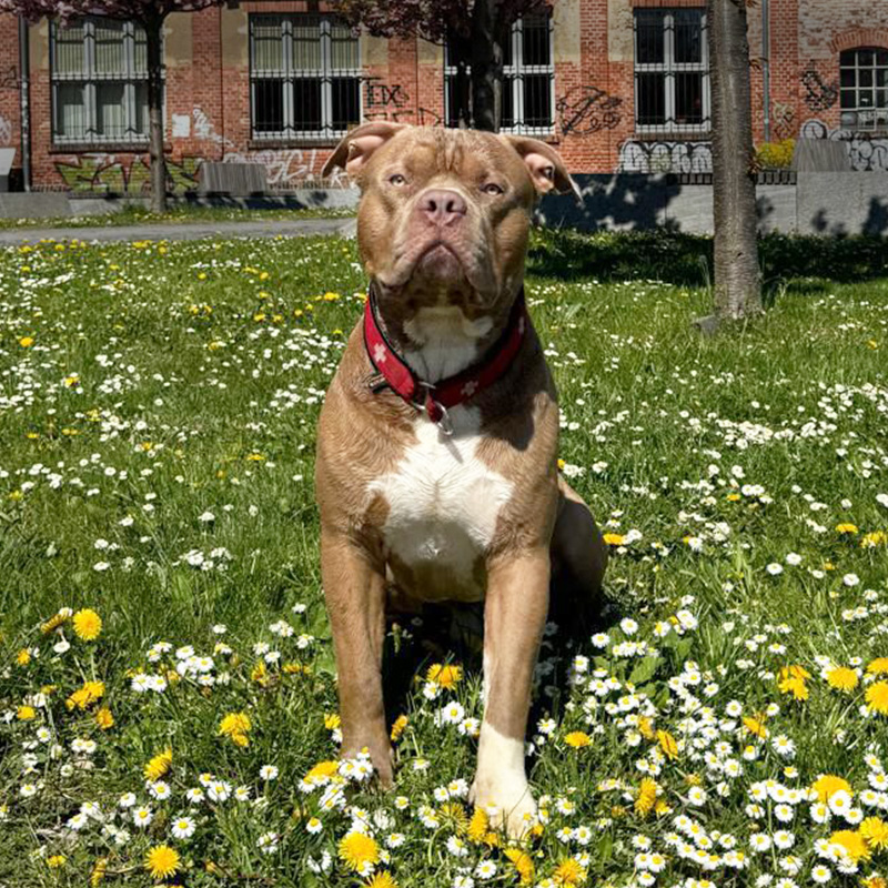 Biggi sitzt auf einer blühenden Wiese im Frühling und schaut in die Sonne