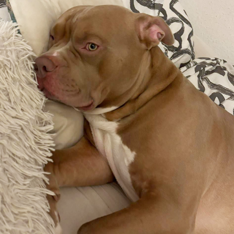 Biggi liegt entspannt auf einem Kopfkissen im Bett 