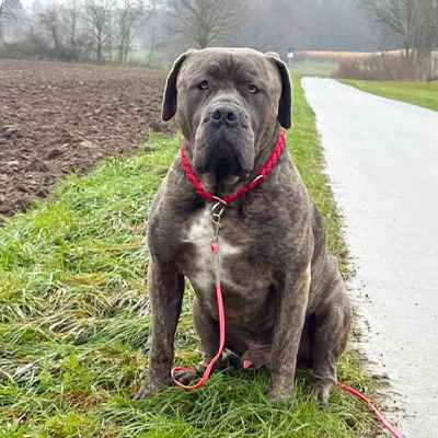Cane Corso Seppel sitzt angeleint am Wegesrand
