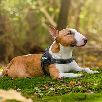 : Miniatur Bullterrier Floki liegt seitlich im Moos und nimmt aufmerksam Gerüche aus der Luft auf.