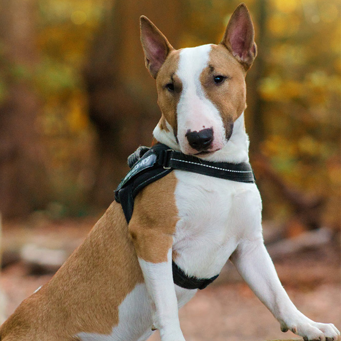 Miniatur Bullterrier Floki steht mit den Vorderpfoten auf einem Baumstamm im Wald.