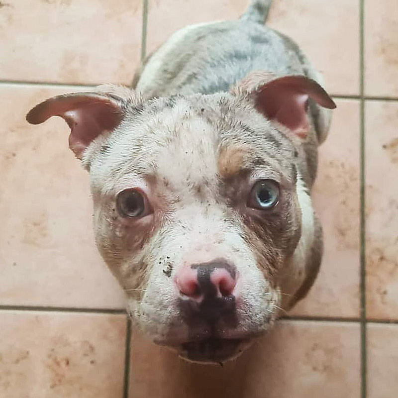 American Bully Junghündin Bella sitzt auf Fliesen und blickt aufmerksam nach oben.