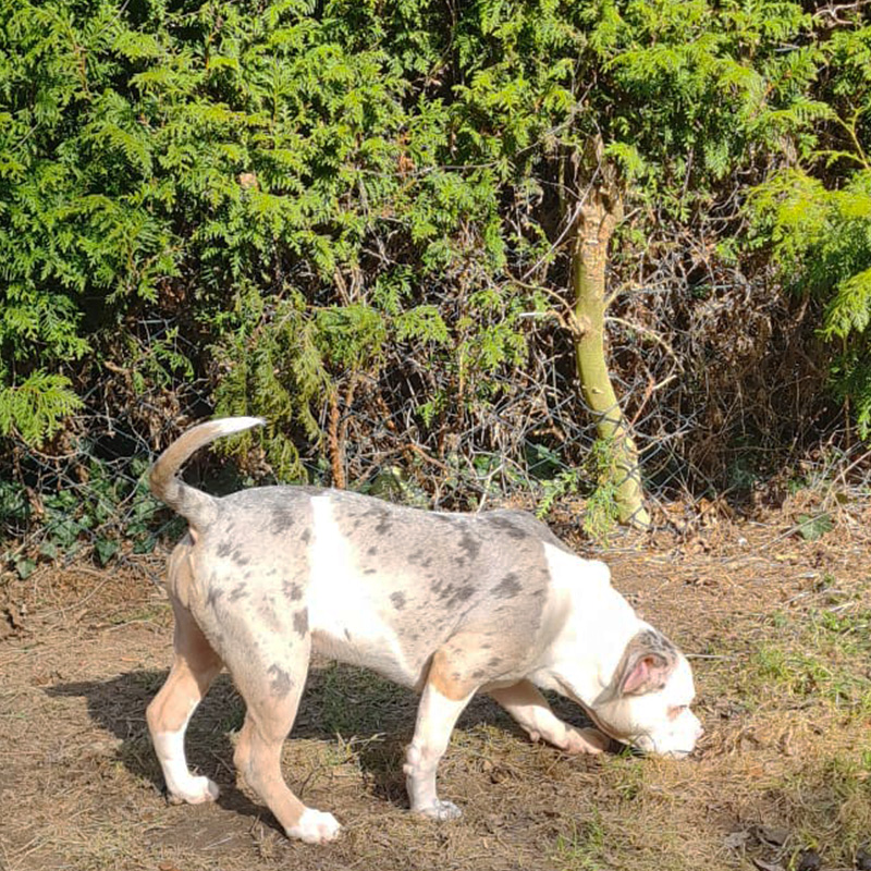 American Bully Hündin Bella schnüffelt neugierig im Garten.