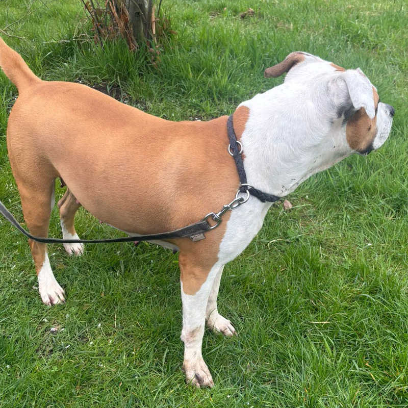 Daisy steht angeleint im Garten und beobachtet aufmerksam ihre Umgebung.