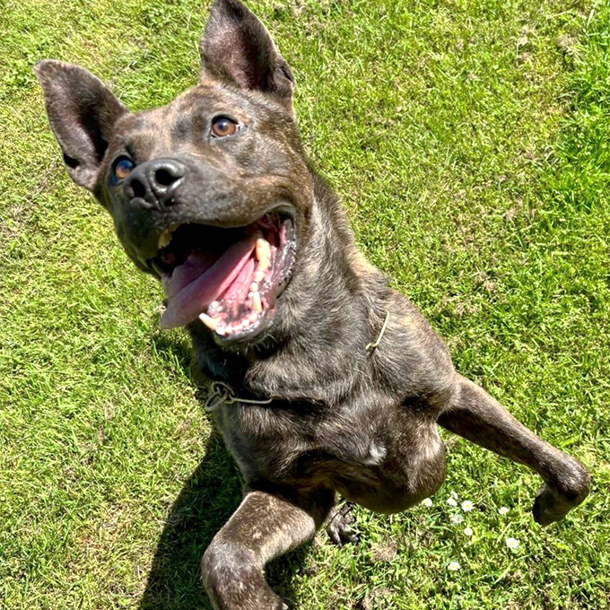 Loki springt voller Freude in die Luft und konzentriert sich auf sein Spielzeug.
