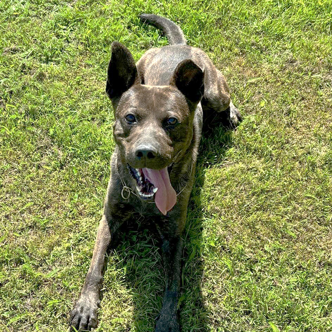 Loki liegt entspannt im Gras und genießt die warme Sonne.
