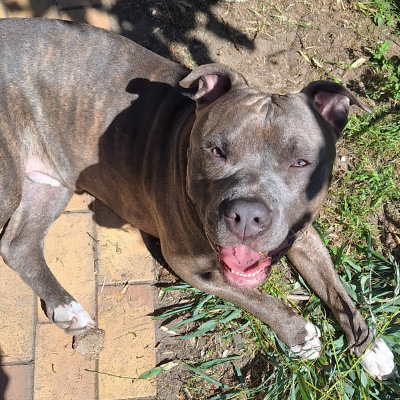 Buddy liegt entspannt in der Sonne und genießt die Wärme im Garten.