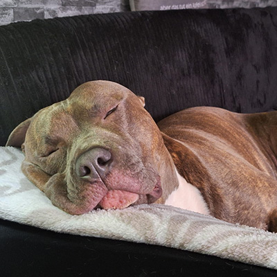 Buddy liegt entspannt auf seinem Lieblingsplatz auf dem Sofa.
