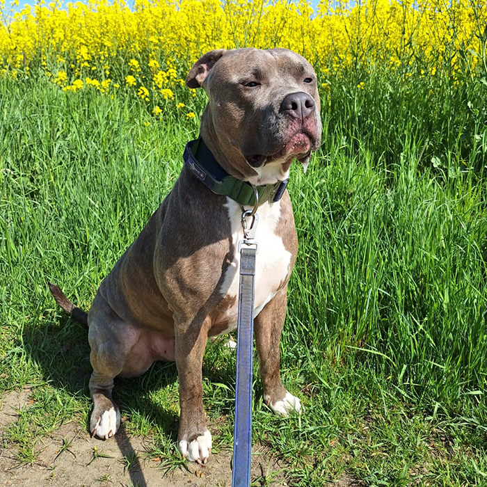 Buddy sitzt an einer langen Leine vor einem blühenden Feld und blickt aufmerksam nach vorne.