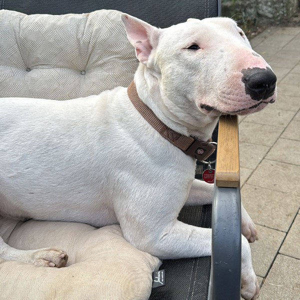 Standard Bullterrier Kurt schaut neugierig um die Ecke und trägt ein Stück eines gelben Küchenhandschuhs im Maul.