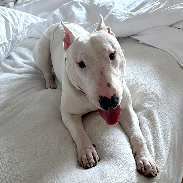 Bullterrier Kurt liegt entspannt im Bett und hechelt leicht.