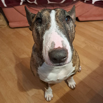 Die gestromte Miniatur Bullterrier-Hündin Bella sitzt auf einem Holzboden und blickt aufmerksam in die Kamera.