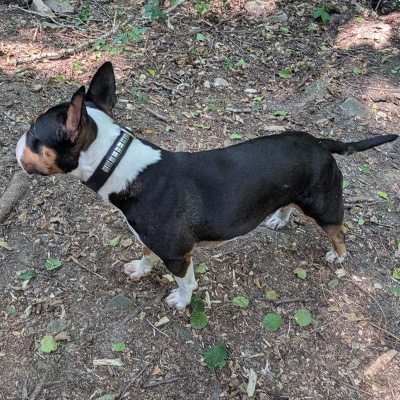 Miniaturbullterrier Benny erkundet aufmerksam das Gelände und hält Ausschau.