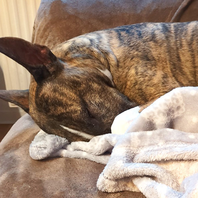 Bella schläft eingerollt mit eingezogenem Kopf in einer Kuscheldecke auf dem Sofa.