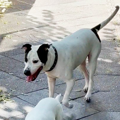 Pablo läuft gemeinsam mit einem zweiten Hund durch Berlin spazieren.