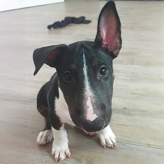 Miniatur-Bullterrier-Welpe Haze sitzt aufmerksam auf einem Holzfußboden und schaut neugierig in die Kamera.