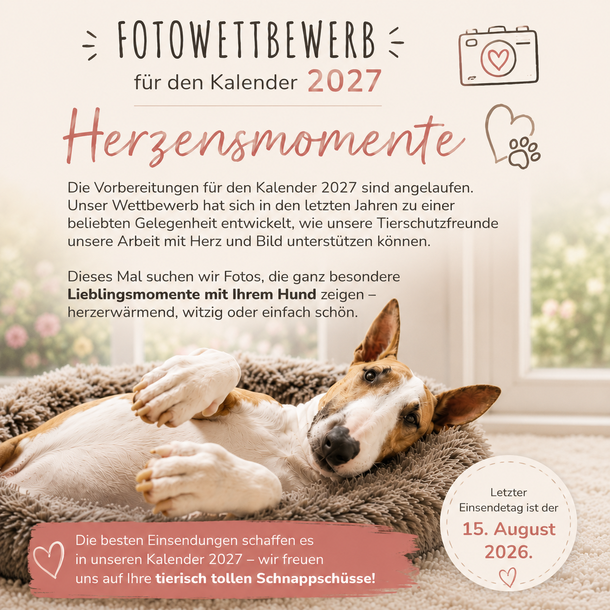 fotowettbewerb-kalender-2027-herzensmomente-bullterrier-in-not-800px Bullterrier liegt entspannt in einem flauschigen Hundebett vor einem hellen Fenster – Headerbild zum Fotowettbewerb „Herzensmomente“ für den Kalender 2027 von Bullterrier in Not e. V.