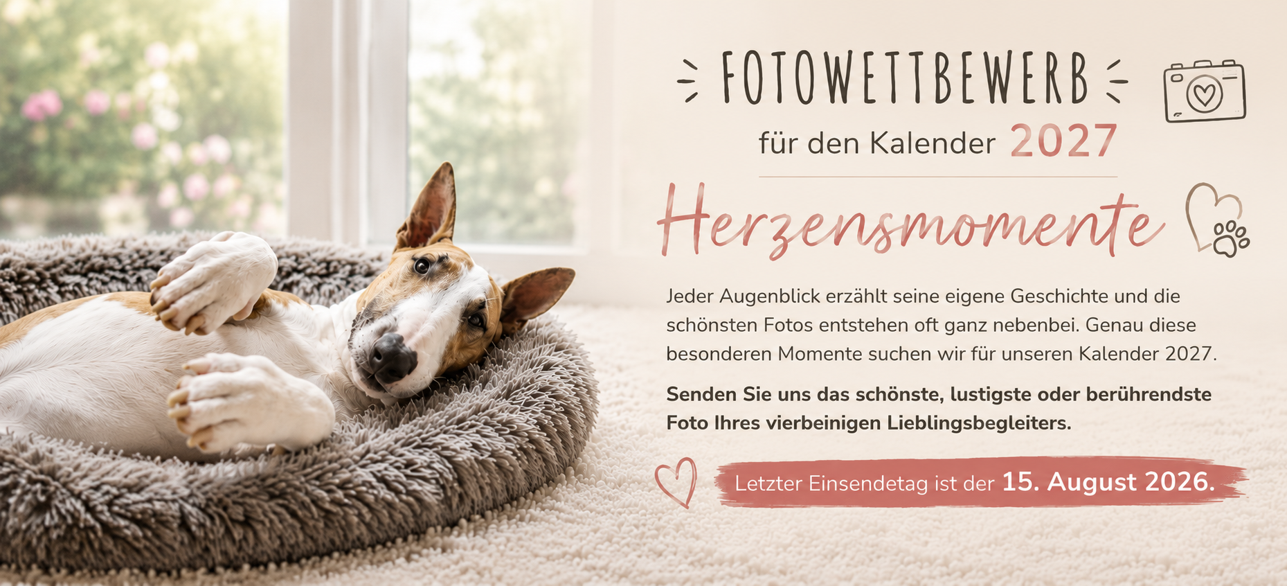 Bullterrier liegt entspannt in einem flauschigen Hundebett vor einem hellen Fenster – Headerbild zum Fotowettbewerb „Herzensmomente“ für den Kalender 2027 von Bullterrier in Not e. V.