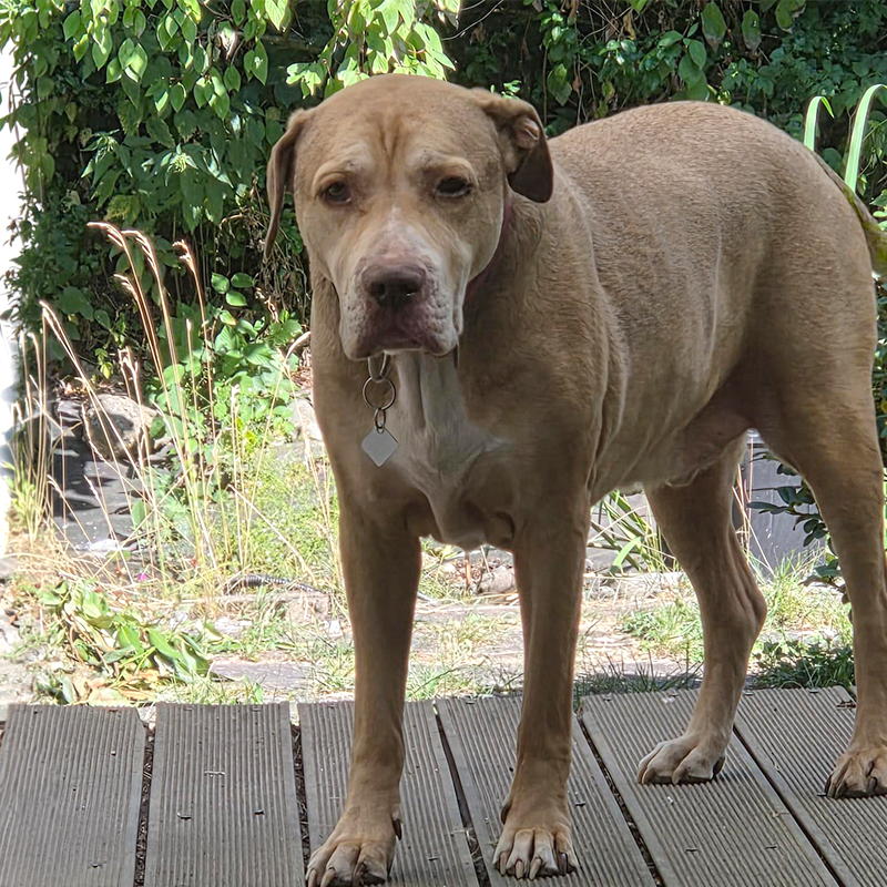  Labrador-Stafford-Mix Anton steht auf einer Terrasse und blickt in die Kamera.