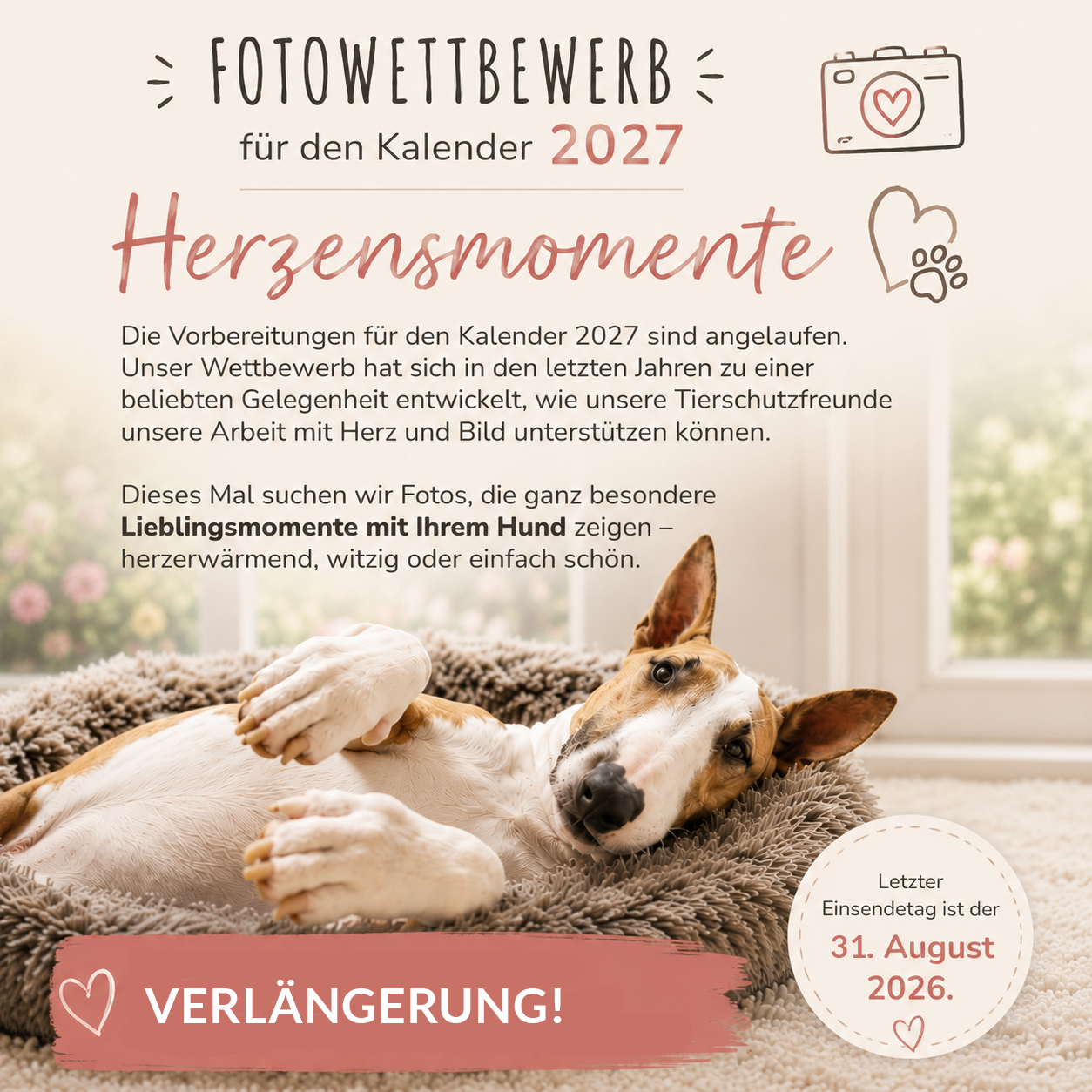 Verlängerung der Aktion! Bullterrier liegt entspannt in einem flauschigen Hundebett vor einem hellen Fenster – Headerbild zum Fotowettbewerb „Herzensmomente“ für den Kalender 2027 von Bullterrier in Not e. V.