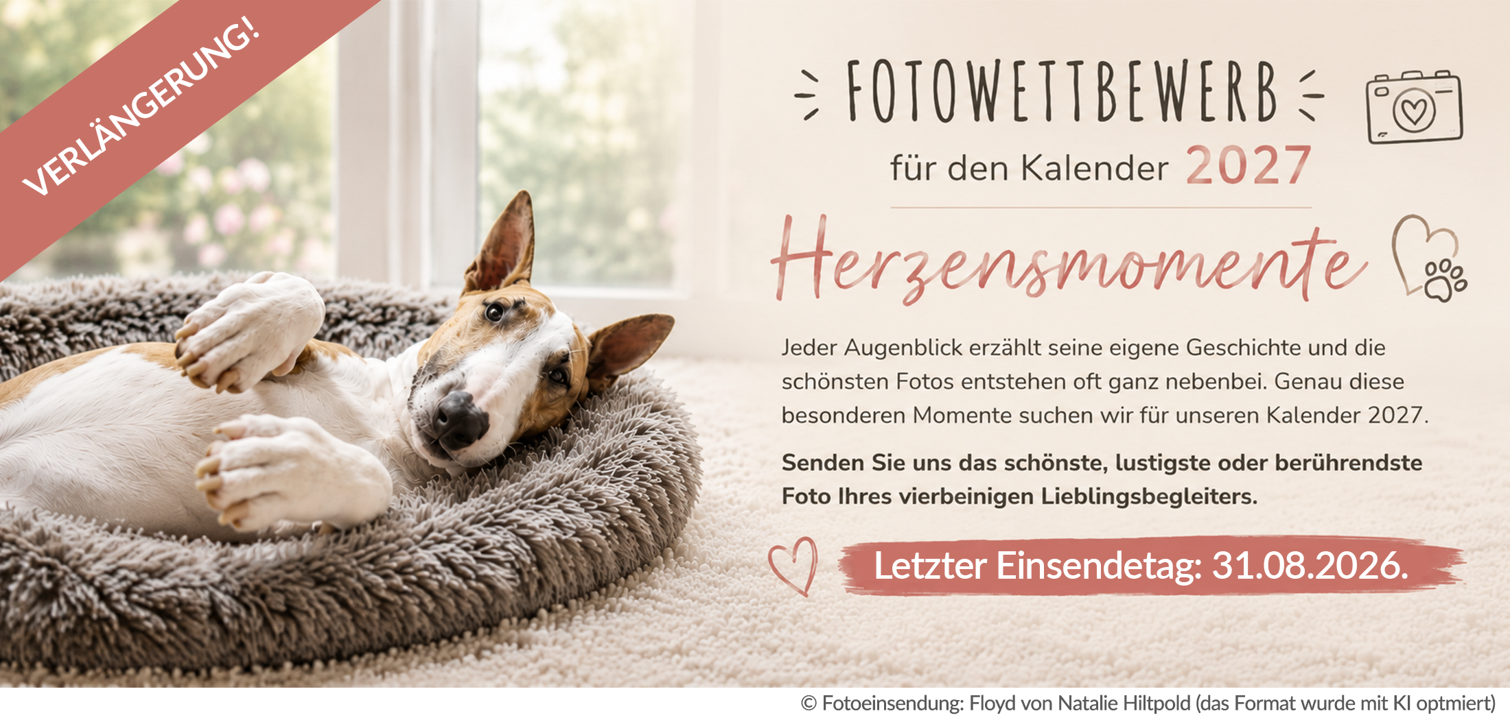 Bullterrier liegt entspannt in einem flauschigen Hundebett vor einem hellen Fenster – Headerbild zum Fotowettbewerb „Herzensmomente“ für den Kalender 2027 von Bullterrier in Not e. V.