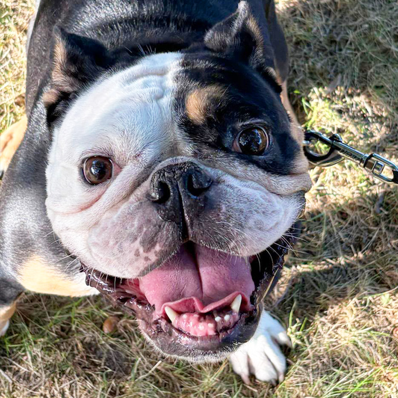 Englische Bulldoggen-Hündin Emily sucht ein neues Zuhause