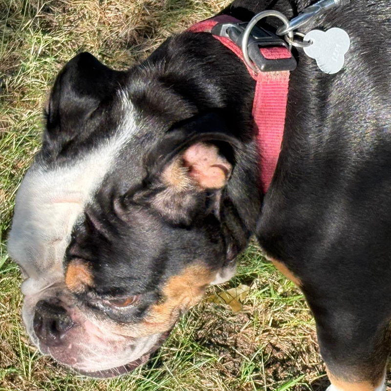 Englische Bulldoggen-Hündin Emily sucht ein neues Zuhause