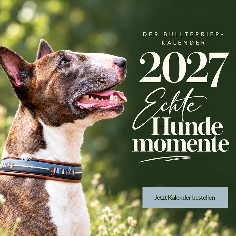 Bullterrier-Kalender 2027 „Echte Hundemomente“ mit weißer Spiralbindung und aufgeblätterter Ecke. Ab sofort ausschließlich über bullterrier-in-not.com/kalender-2027 bestellbar.