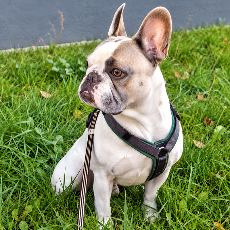 Französische Bulldogge Eddie sitzt mit Geschirr im Gras und schaut aufmerksam zur Seite.