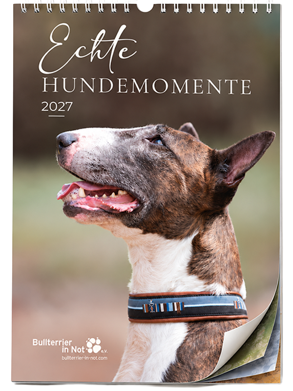 Bullterrier-Kalender 2027 „Echte Hundemomente“ mit weißer Spiralbindung und aufgeblätterter Ecke. Ab sofort ausschließlich über bullterrier-in-not.com/kalender-2027 bestellbar.